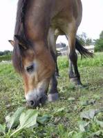 donkey2713744